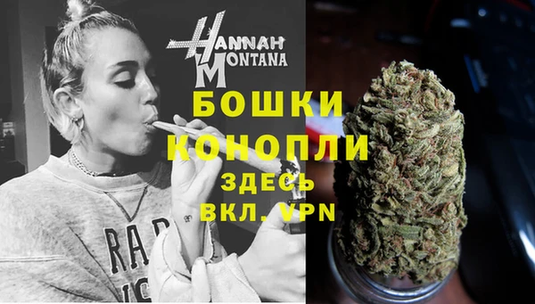 сатива Новокубанск